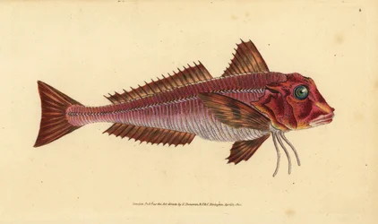 Stribet knurhane, Trigloporus lastoviza (Trigla lineata). Håndkoloreret kobberstik tegnet og graveret af Edward Donovan fra hans Natural History of British Fishes, Donovan and F.C. and J. Rivington, London