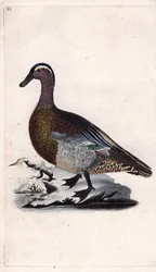 Sommer krikand. Anas querquedula. Kobberstik af Edward Donovan (1768-1837), udgivet i Natural History of British Birds, London