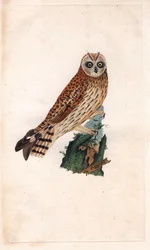 Sump Ugle. Asio flammeus (Strix brachyotos, Strix brachyotis). Kobberstik af Edward Donovan (1768-1837), udgivet i Natural History of British Birds, London