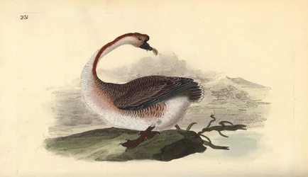 Svanegås, Anser cygnoides, sårbar. Håndfarvet kobberplade tegnet og graveret af Edward Donovan fra hans egen "Natural History of British Birds," London