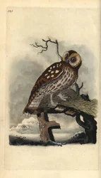 Solugle, Strix aluco. Håndfarvet kobberplade tegnet og graveret af Edward Donovan fra hans egen "Natural History of British Birds," London