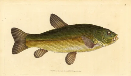 Suder, Tinca tinca (Cyprinus tinca). Håndfarvet kobberplade tegnet og indgraveret af Edward Donovan fra hans Natural History of British Fishes, Donovan og F.C. og J. Rivington, London