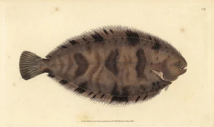 Tyksål, Microchirus variegatus (broget sål, Pleuronectes variegatus). Håndfarvet kobberplade tegnet og indgraveret af Edward Donovan fra hans Natural History of British Fishes, Donovan og F.C. og J. Rivington, London