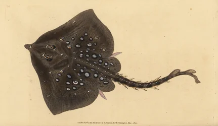 Thornback skate, Raja clavata. Nær truet. Håndfarvet kobberplade tegnet og indgraveret af Edward Donovan fra hans Natural History of British Fishes, Donovan og F.C. og J. Rivington, London