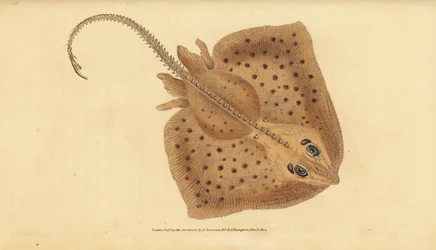 Thornback skate, Raja clavata. Nær truet. Ru stråle, Raja rubus. Håndfarvet kobberplade tegnet og indgraveret af Edward Donovan fra hans Natural History of British Fishes, Donovan og F.C. og J. Rivington, London