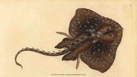 Tornet skøjte, Amblyraja radiata (Stjernestråle, Raja radiata). Sårbar. Håndfarvet kobberplade tegnet og indgraveret af Edward Donovan fra hans Natural History of British Fishes, Donovan og F.C. og J. Rivington, London