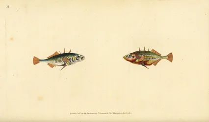 Tre-pigget kilebag, Gasterosteus aculeatus. Håndfarvet kobberplade tegnet og indgraveret af Edward Donovan fra hans Natural History of British Fishes, Donovan og F.C. og J. Rivington, London