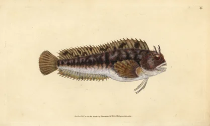 Tompot blenny, Parablennius gattorugine (Gattorugine, Blennius gattorugine). Håndfarvet kobberplade tegnet og indgraveret af Edward Donovan fra hans Natural History of British Fishes, Donovan og F.C. og J. Rivington, London