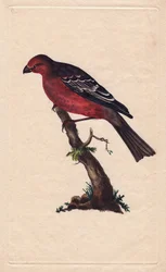 Træer. Pinicola-enucleator (Loxia-enucleator). Kobberstik af Edward Donovan (1768-1837), udgivet i Natural History of British Birds, London