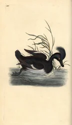 Tuftet and, Aythya fuligula. Håndfarvet kobberplade tegnet og graveret af Edward Donovan fra hans egen "Natural History of British Birds," London