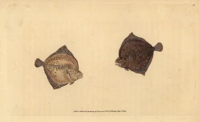Pighvar, Scophthalmus maximus (Cyclops skrubbe, Pleuronectes cyclops). Håndfarvet kobberplade tegnet og indgraveret af Edward Donovan fra hans Natural History of British Fishes, Donovan og F.C. og J. Rivington, London