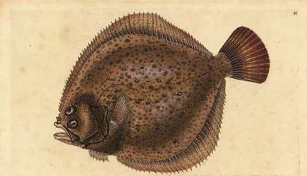 Pighvar, Scophthalmus maximus (Pleuronectes maximus). Håndfarvet kobberplade tegnet og indgraveret af Edward Donovan fra hans Natural History of British Fishes, Donovan og F.C. og J. Rivington, London