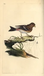 Tornskade, Carduelis flavirostris. Håndkoloreret kobberstik tegnet og graveret af Edward Donovan efter hans egen "Natural History of British Birds", London