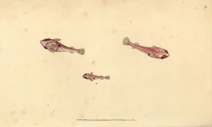 To-plettet clingfish, Diplecogaster bimaculata bimaculata (Bimaculated sucker, Cyclopterus bimaculatus). Håndfarvet kobberplade tegnet og indgraveret af Edward Donovan fra hans Natural History of British Fishes, Donovan og F.C. og J. Rivington, London