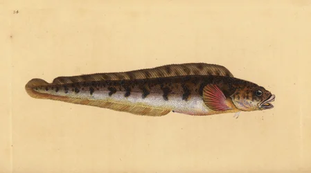 Viviparus ålekvabbe, Zoarces viviparus (Viviparus blenni, Blennius viviparus). Håndfarvet kobberplade tegnet og indgraveret af Edward Donovan fra hans Natural History of British Fishes, Donovan og F.C. og J. Rivington, London