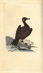 Vægmåge, ung af den store sortbag, Larus marinus. Håndfarvet kobberplade tegnet og graveret af Edward Donovan fra hans egen "Natural History of British Birds," London