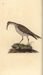 Whimbrel, Numenius phaeopus. Håndfarvet kobberplade tegnet og graveret af Edward Donovan fra hans egen "Natural History of British Birds," London