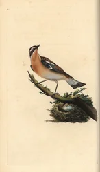 Hvidklire, Saxicola rubetra. Håndkoloreret kobberstik tegnet og graveret af Edward Donovan efter hans egen "Natural History of British Birds", London