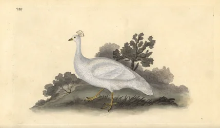 Hvidkuglet ærtefugl (hun), Pavo cristatus. Håndfarvet kobberplade tegnet og graveret af Edward Donovan fra hans egen "Natural History of British Birds," London