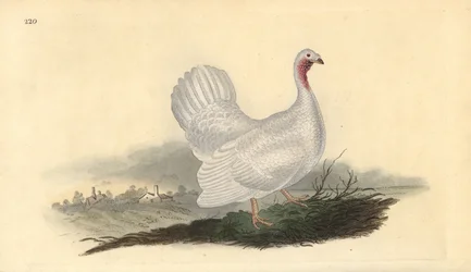 Hvid kalkun, Melagris gallopavo (variant). Håndfarvet kobberplade tegnet og graveret af Edward Donovan fra hans egen "Natural History of British Birds," London