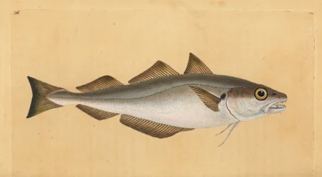 Hvilling, Merlangius merlangus (Gadus merlangus). Håndfarvet kobberplade tegnet og indgraveret af Edward Donovan fra hans Natural History of British Fishes, Donovan og F.C. og J. Rivington, London