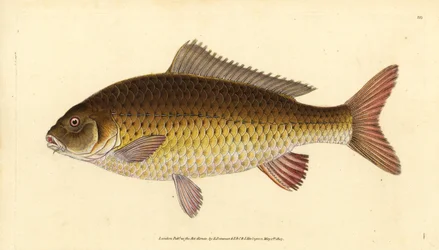 Vild almindelig karpe, Cyprinus carpio. Sårbar. Håndfarvet kobberplade tegnet og indgraveret af Edward Donovan fra hans Natural History of British Fishes, Donovan og F.C. og J. Rivington, London