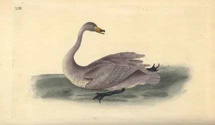 Vild svane (umoden), Cygnus cygnus, med fjerdragt i overgangsstadiet til hvid. Håndfarvet kobberplade tegnet og graveret af Edward Donovan fra hans egen "Natural History of British Birds," London