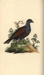 Ryper, Tetrao urogallus. Håndfarvet kobberplade tegnet og graveret af Edward Donovan fra hans egen "Natural History of British Birds," London