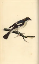 Snakkeskrike, Lanius senator. Håndfarvet kobberplade tegnet og graveret af Edward Donovan fra hans egen "Natural History of British Birds," London