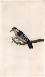 Spætte. Dendrocopos minor (Picus minor). Kobberstik af Edward Donovan (1768-1837), udgivet i Natural History of British Birds, London