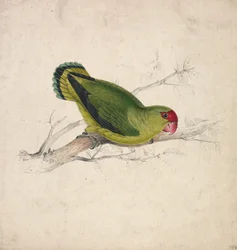 Abyssinisk parakit (tavle 39)