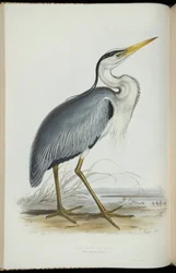 Common Heron, fra 
