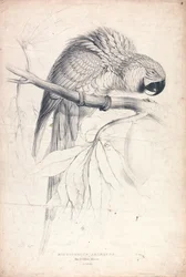 Macrocerus Ararauna / Blå-gul ara / 2/3 af naturlig størrelse (Tavle 8)