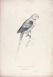 Palaeornia Columbiodes / Duerapapegøje (Tavle 31)