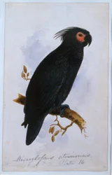 Papegøje: Tallerken 16 (wc)