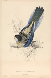 Platycercus brownii / Browns parakit
