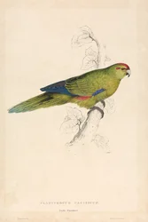 Platycercus Pacificus / Stillehavsparakit (Tavle 26)