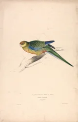 Platycercus Stanley II / Stanley-papegøje (ung han) (Tavle 24)