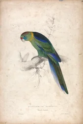 Platycerus Barnardi / Barnards parakit (tavle 18)