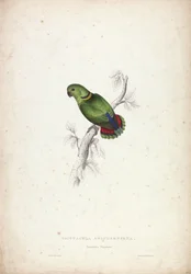 Psittacula swinderniana. Swinderns parakit