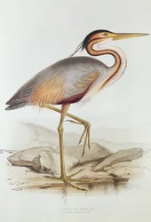 Purple Heron (farvegravering)