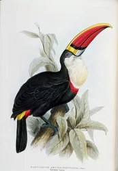 Rødnæbbet tukan, fra „A Monograph of the Ramphastidae, or Family of Toucans“ af John Gould (1804-81), udgivet 1833-35