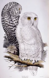Sneugle, 1832-1837