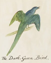 Den mørkegrønne fugl, fra Sixteen Drawings of Comic Birds (pen og blæk wc på papir)