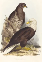 Hvidhovedet ørn (Haliaetus leucocephalus)