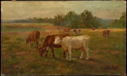 Køer