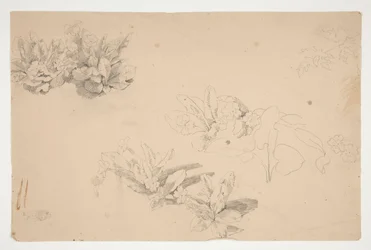 Studier af blomster