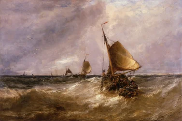 hollandske lyserøde