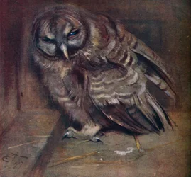 En ung brun ugle, 1907