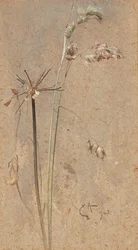 Hundegræs